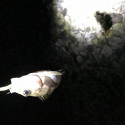 リリースサイズー