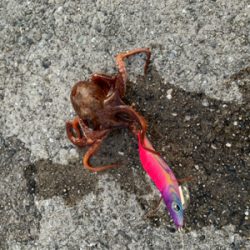 今年初のエギング