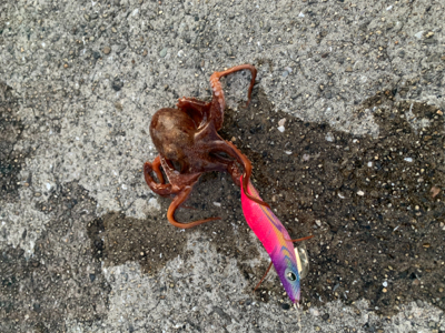 今年初のエギング