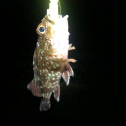 アジ不在でも安定ガシラ