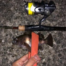 今年初釣りは久々のメバル！