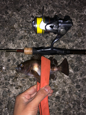 今年初釣りは久々のメバル！