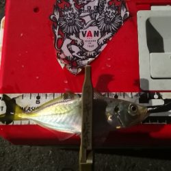 アジング練習 112