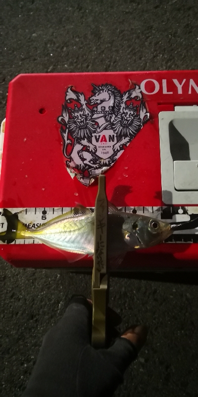 アジング練習 112