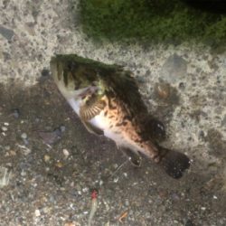 アジングは難しい