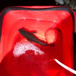 初ロッドと初場所