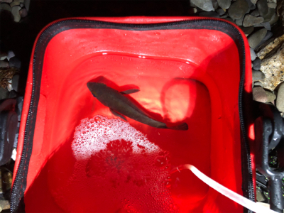 初ロッドと初場所