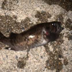 相変わらず釣れてます(^^)