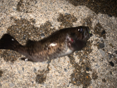 相変わらず釣れてます(^^)