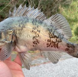 春のヒラスズキ  開幕