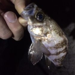 ライトゲームにゃキツイ時期ですなぁ