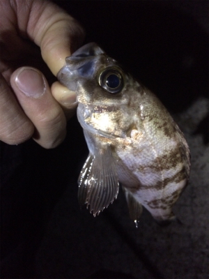 ライトゲームにゃキツイ時期ですなぁ