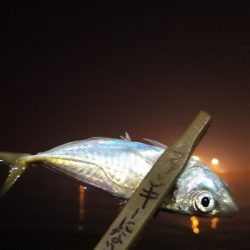 アジング練習 113  ERFS-54-ULS-TZ 鱗付け