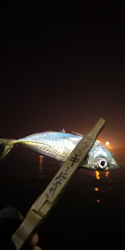 アジング練習 113  ERFS-54-U…