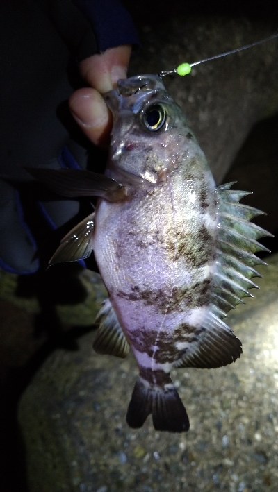 ナイトメバリング