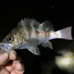 爆釣メバリング!!