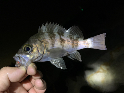 爆釣メバリング!!