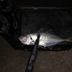 アジング 良型が2月半ばなのにどこでも釣れる