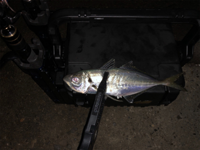 アジング   良型が2月半ばなのにどこでも…