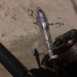 バレンタインシーバス