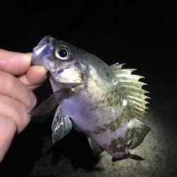 雨上がりのメバリング