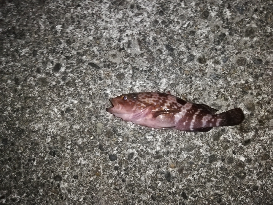 厳しいアジング