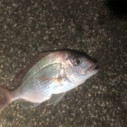 アジングのハズが