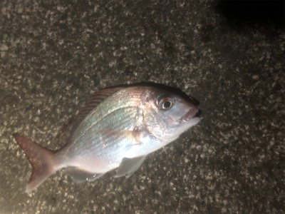 アジングのハズが