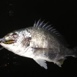 久々のシーバス