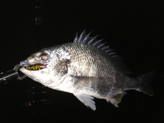 久々のシーバス