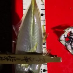 アジング練習  114