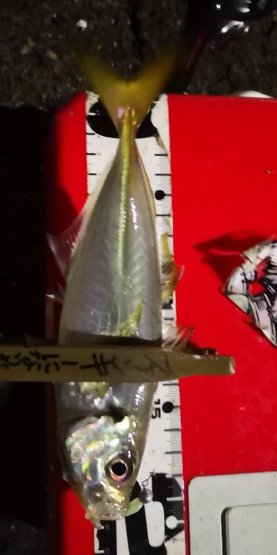 アジング練習  114