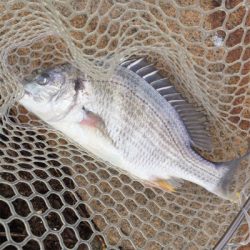 淀川ブリームゲーム 地合