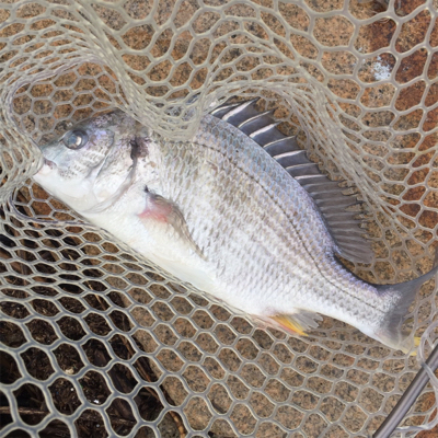 淀川ブリームゲーム 地合