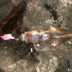 久々のベタ凪、激混みの浜へGO!