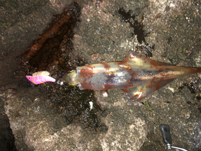 久々のベタ凪、激混みの浜へGO!