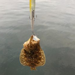 まさかのヒラメ