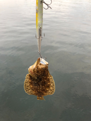 まさかのヒラメ