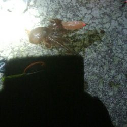 ヤリイカ狙いで・・・