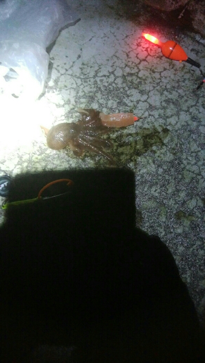 ヤリイカ狙いで・・・