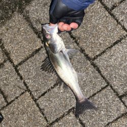 チーバスに救われる