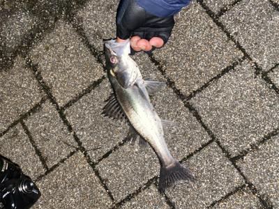 チーバスに救われる