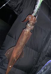 初釣り！初心者イカ釣れました。