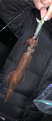 初釣り！初心者イカ釣れました。