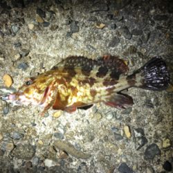 短時間メバリング