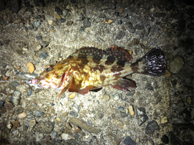 短時間メバリング