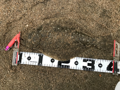 二月半ばなのにもう春の兆し？