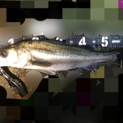 中層でビタ留めから引ったくられましたぁ