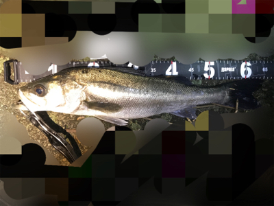 中層でビタ留めから引ったくられましたぁ