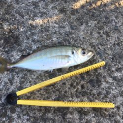 まだ釣れるけど